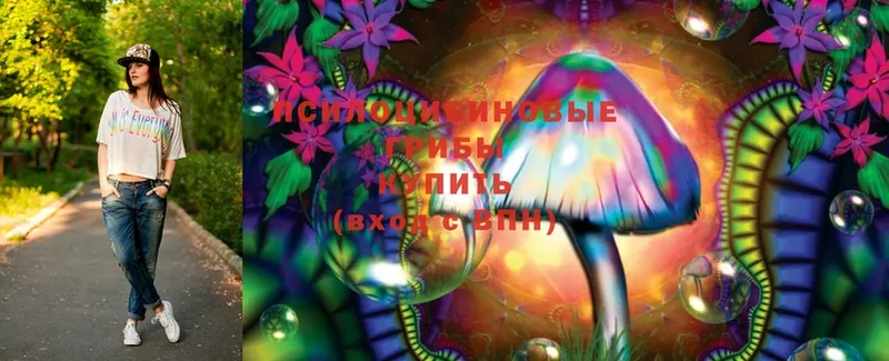 Псилоцибиновые грибы Psilocybe  купить наркоту  Каргополь 